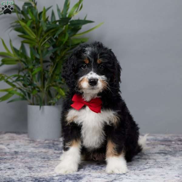 Aaron, Mini Bernedoodle Puppy